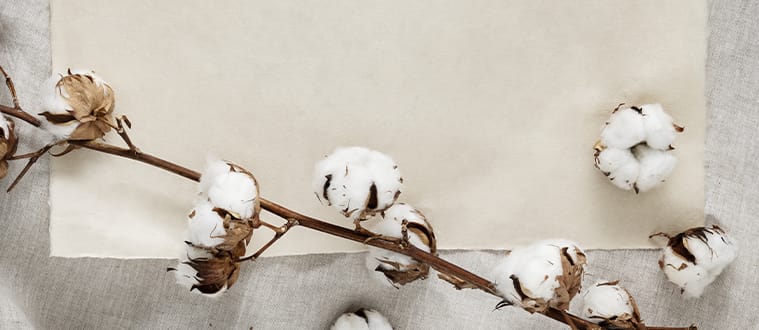 Branche de coton sur du tissu en lin